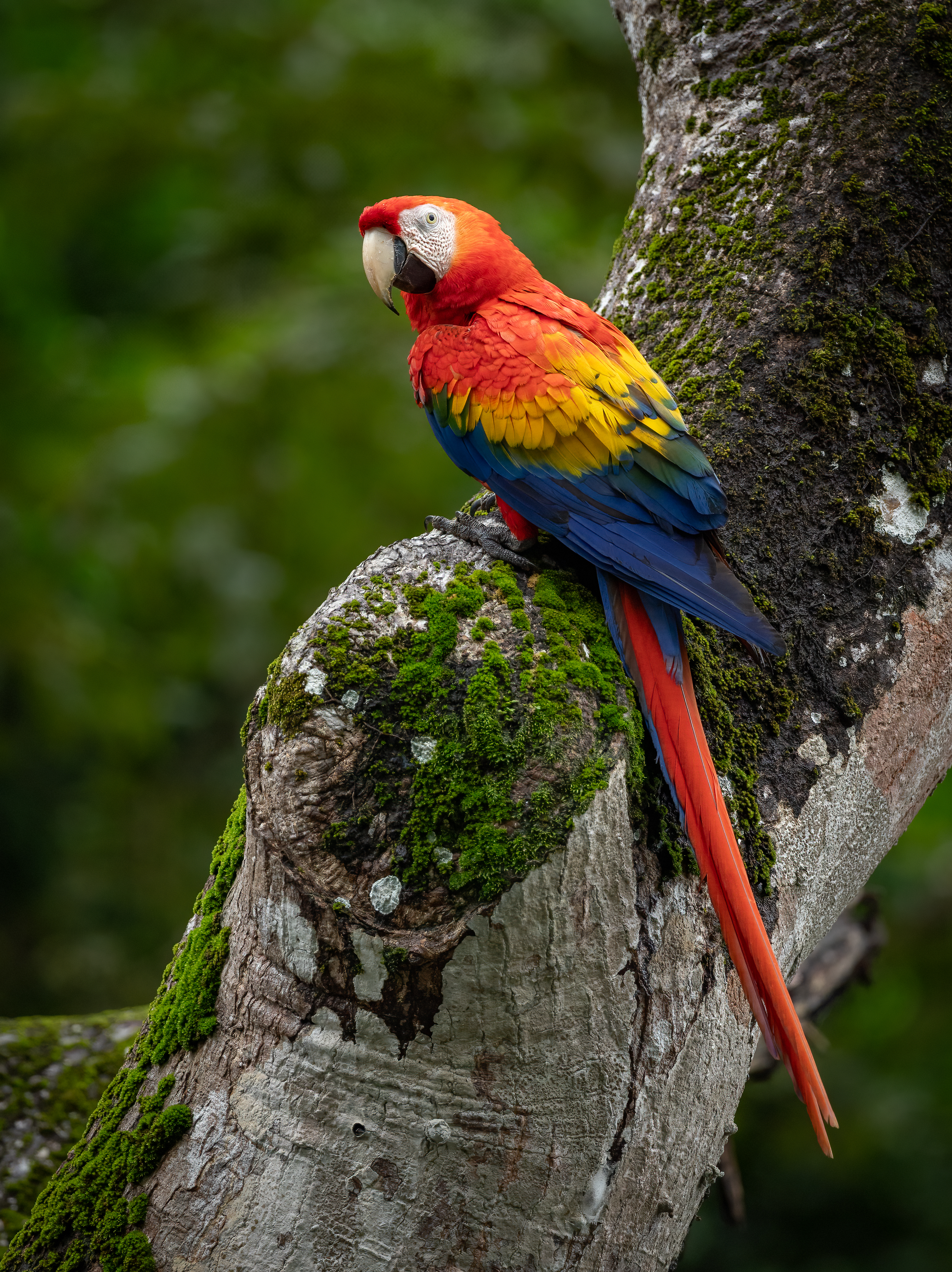 Amazon Basin